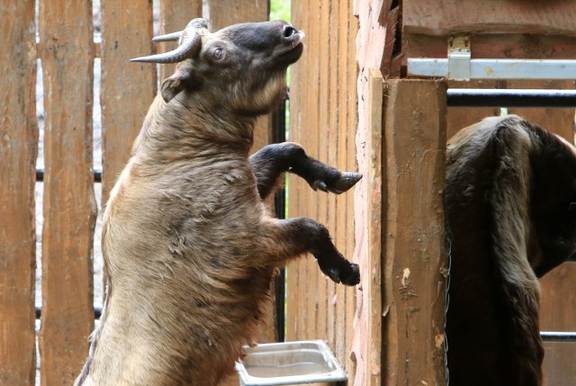 W maju do toruńskiego Ogrodu Zoobotanicznego trafi samiec takina miszmi. Dołączy do dwóch samic, które już tam mieszkają.