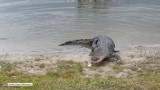 Niespodzianka na polu golfowym. Piłeczką zainteresował się… aligator