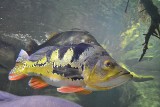 Rekord odwiedzin w palmiarni w Gliwicach w 2016 r. A w akwariach są nowe egzotyczne ryby [ZDJĘCIA]