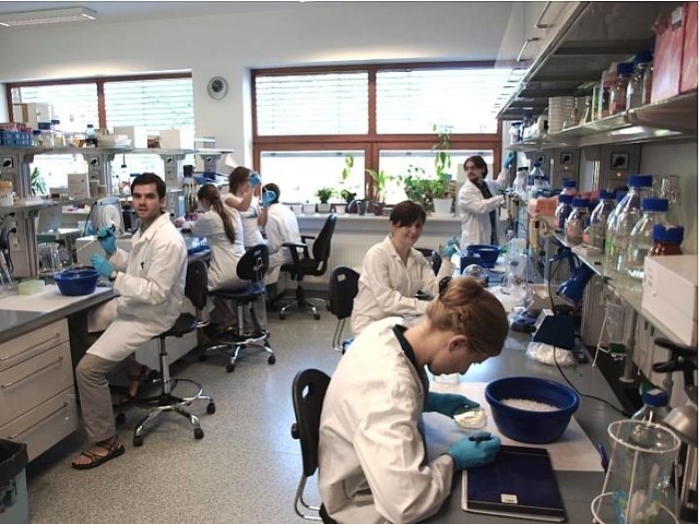 Prace nad GMO (organizmami modyfikowanymi genetycznie) odbywają się także w Polsce. Zdjęcie z laboratorium, w którym naukowcy badają m.in. suszoodporne ziemniaki.