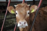 Krowy, świnie i konie zimą. Jak zabezpieczyć zwierzęta gospodarskie przed mroźnymi miesiącami? 