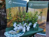Akcja „Drzewko za surowce wtórne" w Wieluniu. Odbierz sadzonkę w sobotę 29 kwietnia na placu przed ratuszem! 
