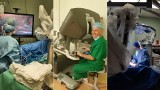 Operacje nowotworu jelita grubego za pomocą robota Da Vinci już dostępne w szpitalu Jurasza