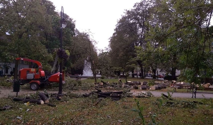 W Sułkowicach, na ul. Turystycznej drzewa akacje przewróciły...