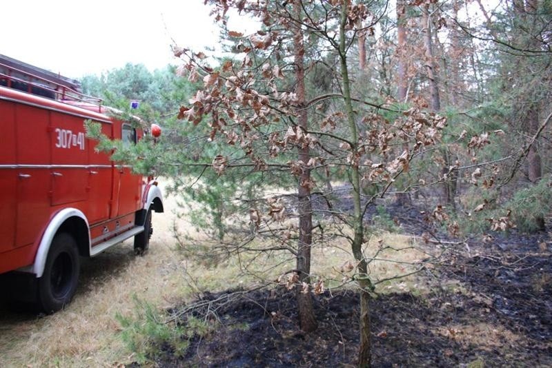 Na powierzchni kilku arów paliła się ściółka