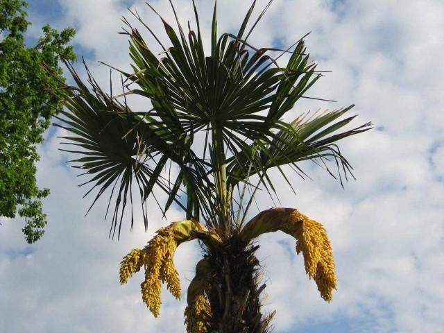 Żółte kwiaty na jednej z palm w inowrocławskim Parku Solankowym