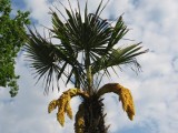 W Solankach możemy oglądać kwitnące palmy