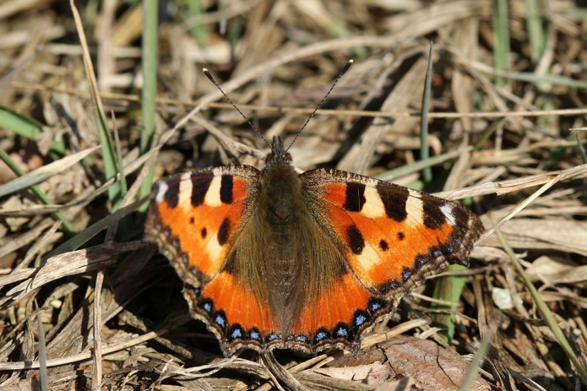 Pierwsze wiosenne gatunki motyli