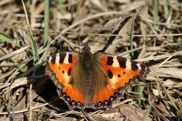 Pierwsze wiosenne gatunki motyli