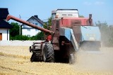 Upały mocno dają się we znaki rolnikom. Zbiory są mniejsze, a jakość zbóż gorsza [WIDEO, zdjęcia]