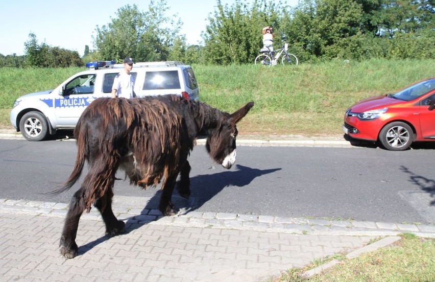 Dwa osły zablokowały ulicę we Wrocławiu