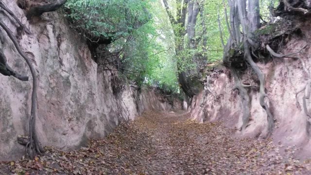 Wąwóz Korzeniowy Dół to jedna z wizytówek Kazimierza Dolnego. Co roku odwiedza go kilkadziesiąt tysięcy turystów
