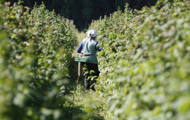 Pracownicy z Ukrainy cenieni są m.in. w rolnictwie i sadownictwie. Coraz więcej wschodnich sąsiadów pracuje jednak w przemyśle, a nawet handlu.