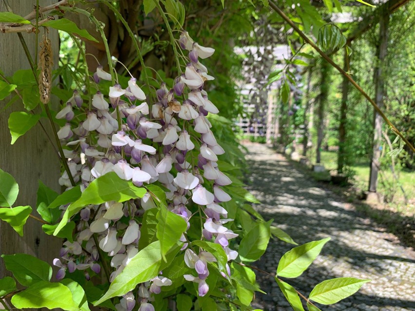 Wiosna w arboretum w Bolestraszycach. Galeria zdjęć.