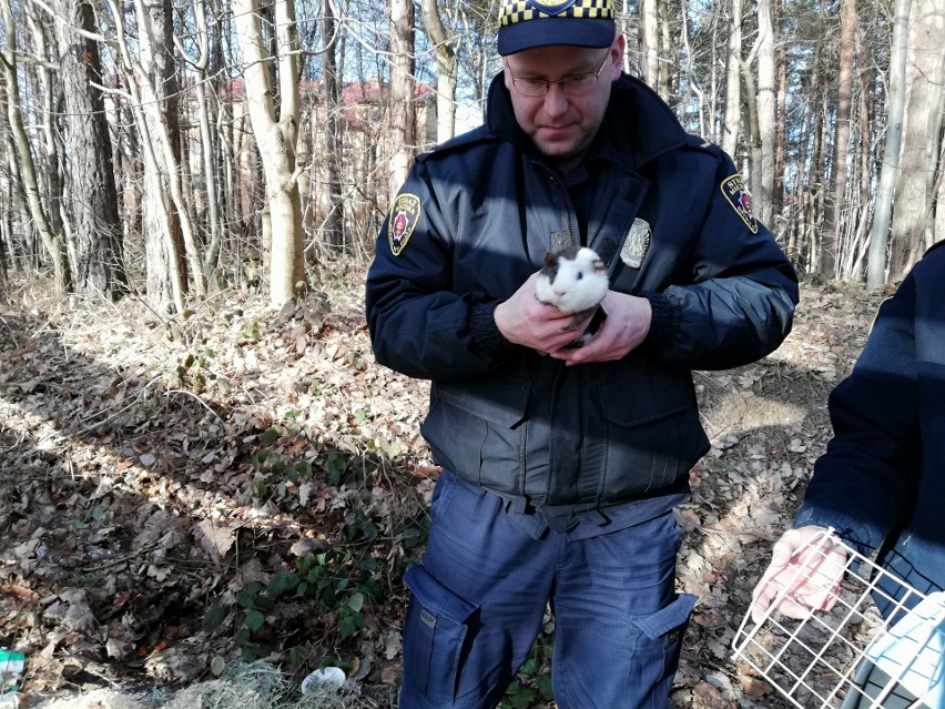 Porzucona w gdyńskim lesie świnka morska szuka nowego, kochającego domu [zdjęcia]