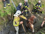 Strażacy z Kędzierzyna-Koźla uratowali uwięzionego konia. W użyciu taśmy i liny alpinistyczne