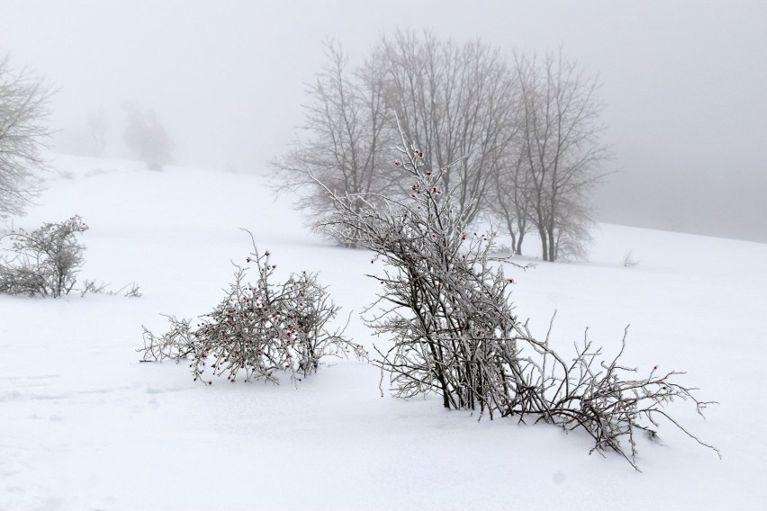 Tęsknisz za prawdziwą zimą? W Bieszczadach jest sporo śniegu. Zobacz zdjęcia!