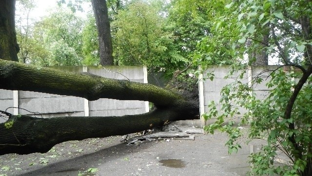 Jesion miał kilkanaście metrów wysokości.