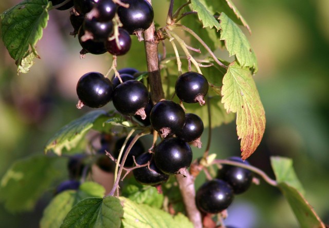 Czarna porzeczka w ogrodzieUprawa czarnej porzeczki nie jest trudna, a warto jeść ten owoc, bo to prawdziwa bomba witaminowa.