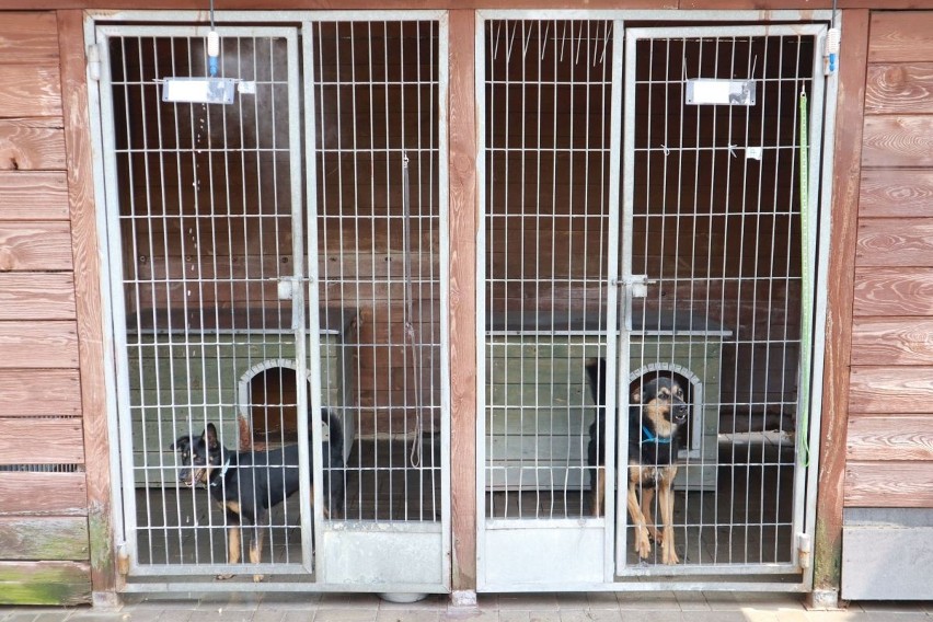 Są śliczne i samotne. Oto psy, które w schronisku dla bezdomnych zwierząt przy ulicy Marmurowej w Łodzi czekają na dom