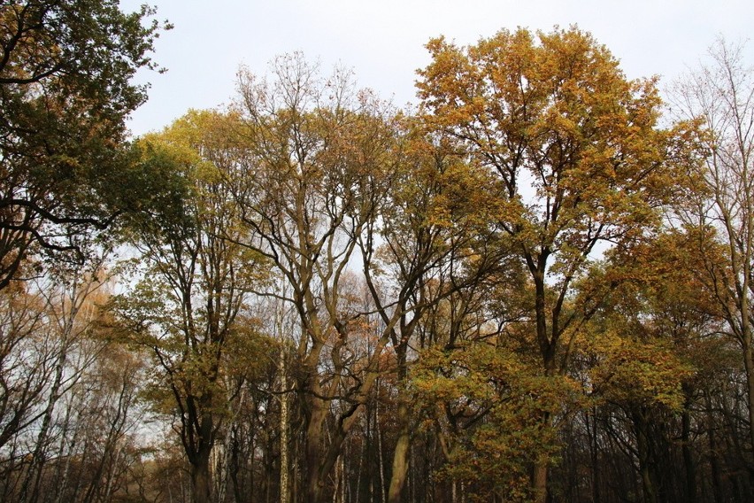 Tak wygląda park Zielona w jesiennych barwach