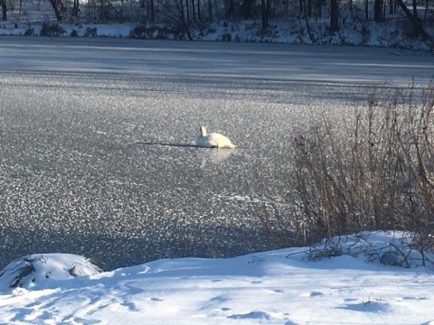 Łabędzie przymarzły do lodu na zalewie [zdjęcia]