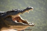 Australia: cudem wyrwał się z paszczy krokodyla, dźgając gada scyzorykiem