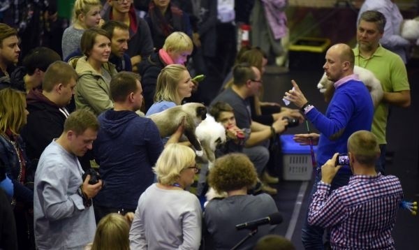 Kocie piękności na start! Już w sobotę i niedzielę w Łodzi odbędzie się Międzynarodowa Wystawa Kotów Rasowych