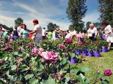 Festiwal Róż zachwyca. Barwny korowód w Dobrej [zdjęcia, wideo]