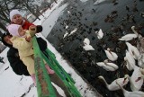 Mieszkańcy Międzychodu dokarmiają łabędzie marznące w skutym lodem jeziorze miejskim 