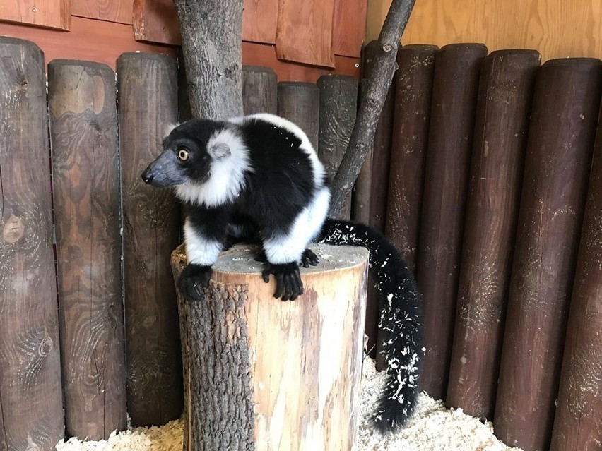 Lemur Gek