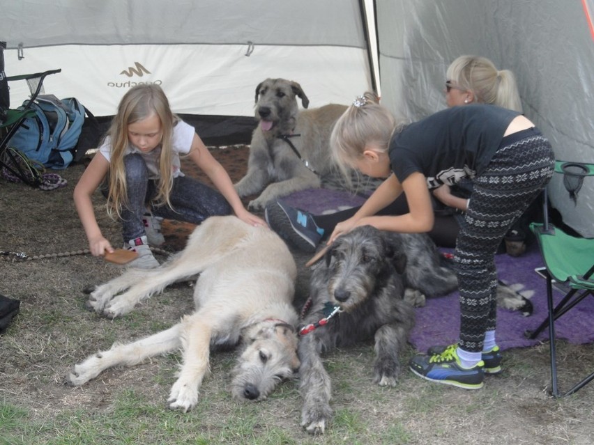 55. Krajowa Wystawa Psów Rasowych na "Skałce"