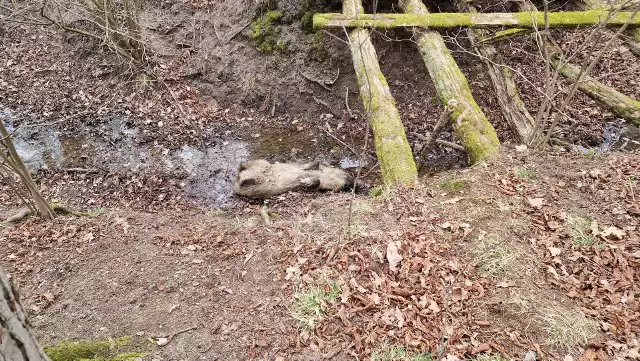 Trzy martwe dziki znalezione w lesie. Przez prawie dwa tygodnie leżały pod Wrocławiem