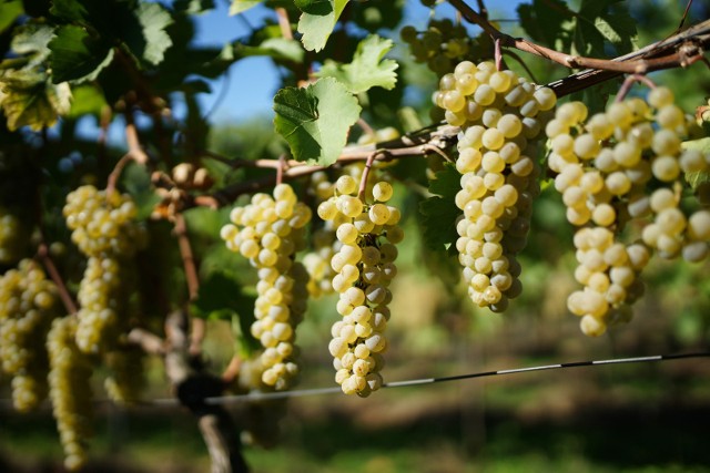 Winnice w Polsce najłatwiej spotkać w południowej części kraju.