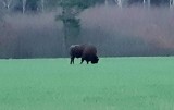 Przedświąteczne spotkanie z żubrem w powiecie białogardzkim [ZDJĘCIA]