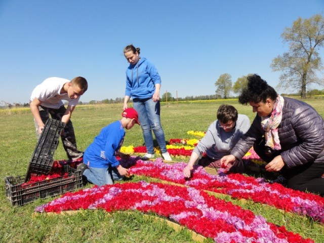 Żuławski Tulipan 2016. Trwają przygotowania [WIDEO,ZDJĘCIA]Przygotowania do Żuławskiego Tulipana