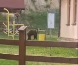 Wywieziona w Bieszczady niedźwiedzica już wróciła. Doszła aż do Sanoka, widziano ją na Białej Górze