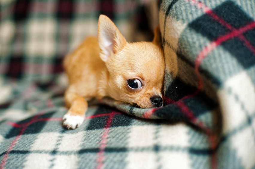 Chihuahua to niewielki pies, który waży od 1,5 do 3 kg....