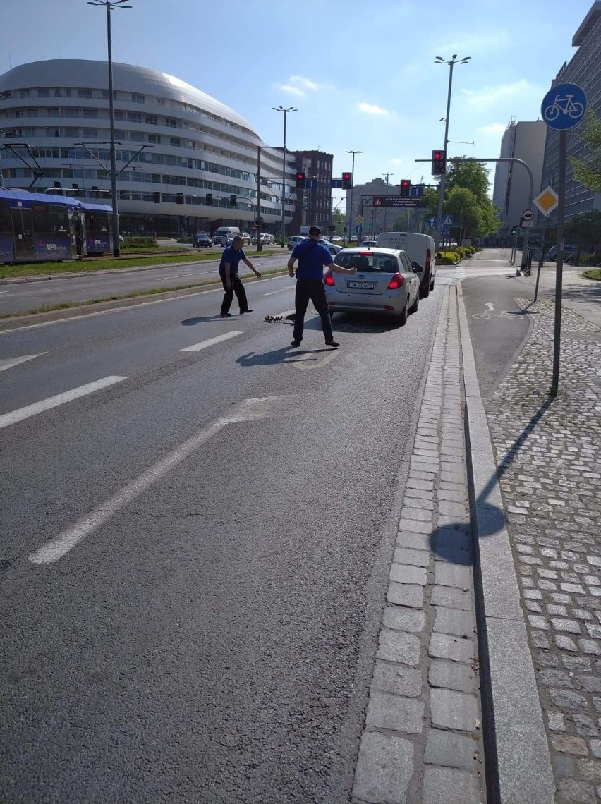 Stadko kaczek eskortowane przez motorniczych, bezpiecznie...