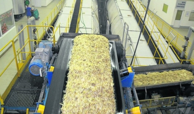 Podczas ostatniej kampanii malborska cukrownia przerobiła buraki na 84,5 tys. ton cukru