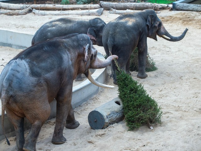 Słonie z łódzkiego zoo mają z choinek uciechę.