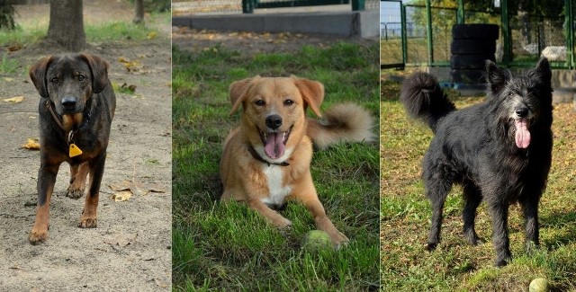 Te piękne psiaki czekają na nowy dom, a w zamian oferują bezgraniczną miłość. Zobaczcie jak wyglądają i pomóżcie odmienić ich życie!
