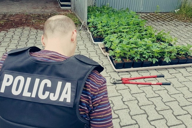 Policjanci z komisariatu w Sulechowie odkryli plantację konopi w jednej z pobliskich miejscowości. Trwają czynności związane z prowadzoną na posesji uprawą, a także wyjaśniane są okoliczności śmierci mężczyzny, którego zwłoki znaleziono w jednym z budynków.