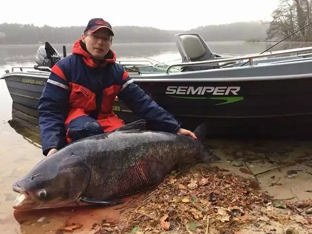 Do niecodziennego połowu doszło 25 listopada w lubniewickim jeziorze Lubiąż. Ryba, którą złowił Pan Adam Chojnacki z Gorzowa, mierzyła 133 cm, ważyła 59,5 kg. To nieoficjalny rekord Polski!