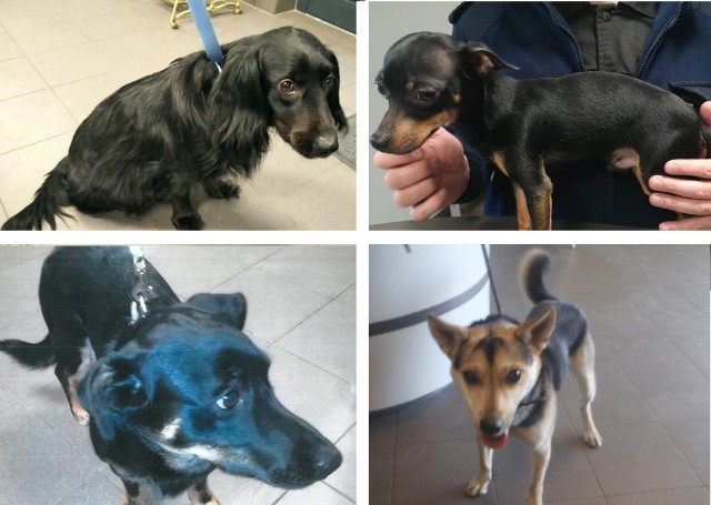 Te psy znaleźli strażnicy miejscy w marcu tego roku w Bydgoszczy.Zobaczcie zdjęcia znalezionych psów. Może znacie ich właścicieli? >>>