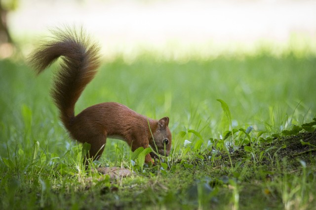 Pogoda za oknami co raz bardziej przypomina nam o końcu lata i nieuchronnie nadchodzącej jesieni. Zimowe zapasy zdają się robić już słupskie wiewiórki zamieszkujące Park Kultury i Wypoczynku. Kilka z nich podczas harców w parku przyłapał nasz fotoreporter. Zapraszamy do galerii zdjęć.