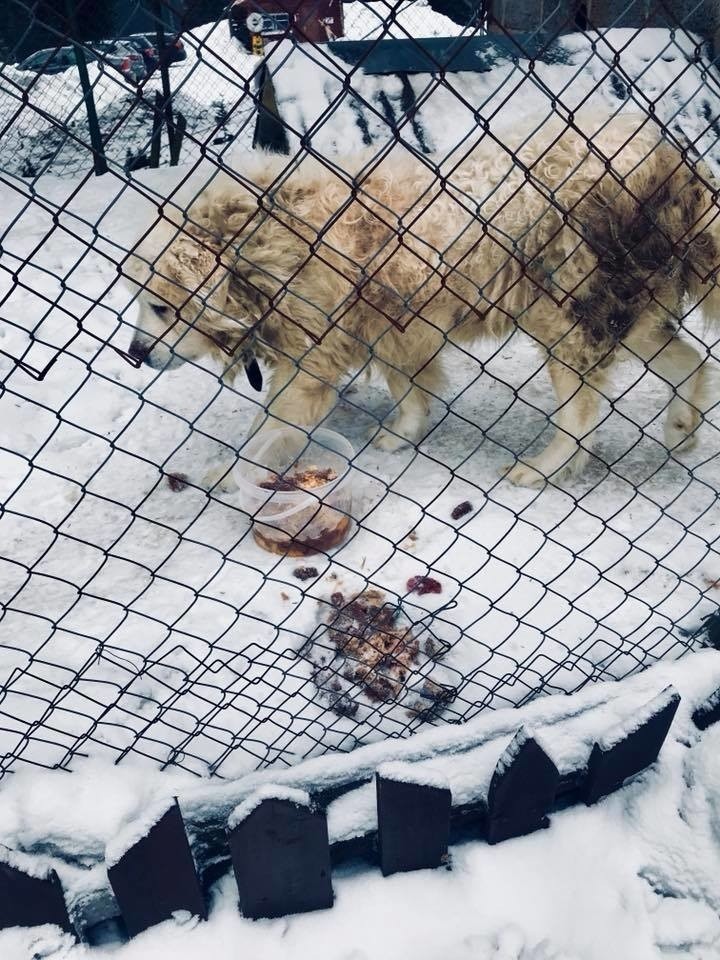 Zaniedbany Baron został odebrany właścicielom.