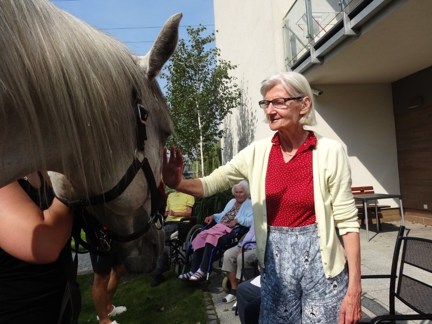 Koń Bellami u seniorów w Senior Residence