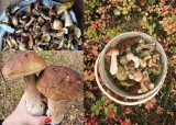 Lubelscy grzybiarze szaleją! Zobacz najpiękniejsze okazy sezonu 