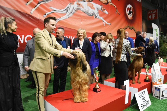 Owczarek francuski briad o imieniu Diego został najpiękniejszym psem Międzynarodowej Wystawy  Psów w Kielcach. Drugie miejsce   zajął pies rasy rhodesian, trzecie nowofunland a czwarte mops.